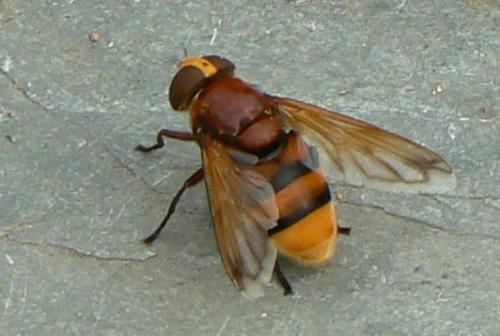 Réf. 208 766 : Volucella zonaria